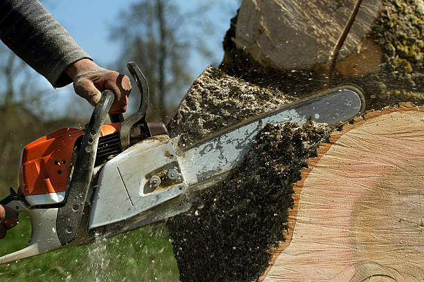 Best Emergency Storm Tree Removal  in Cayce, SC